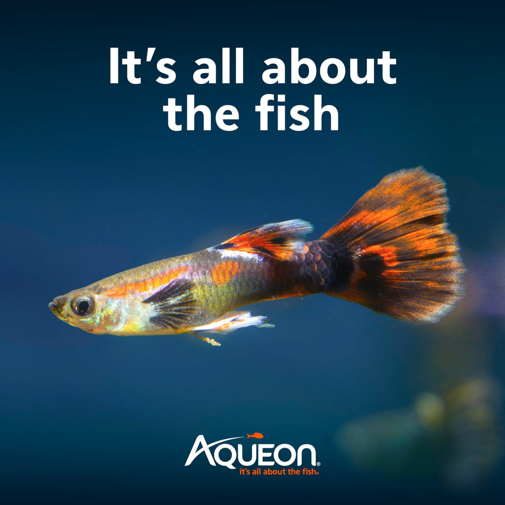 10-Gallon Aquarium Starter Kit with Filtration and LED Lighting Q39518