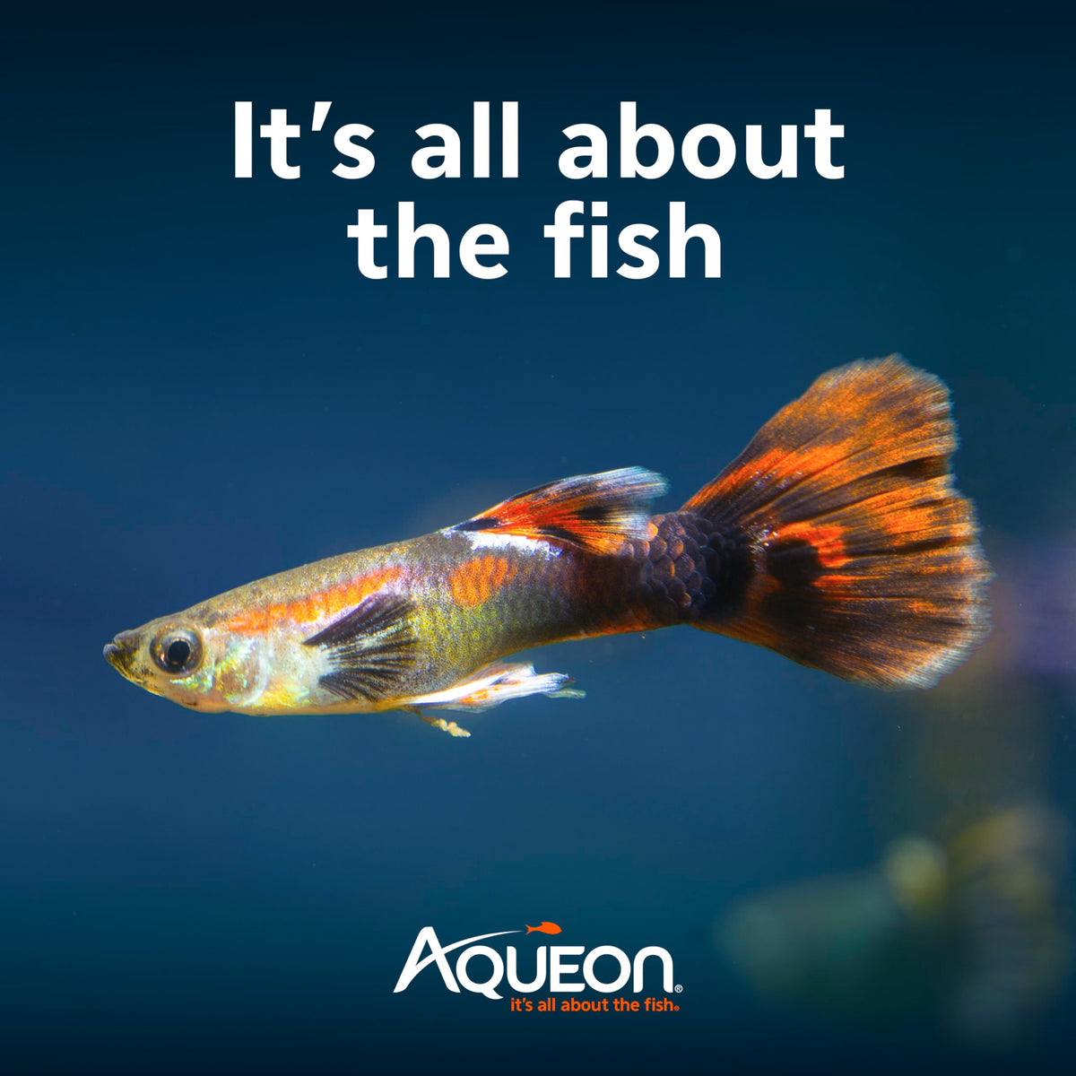 10-Gallon Aquarium Starter Kit with Filtration and LED Lighting Q39518