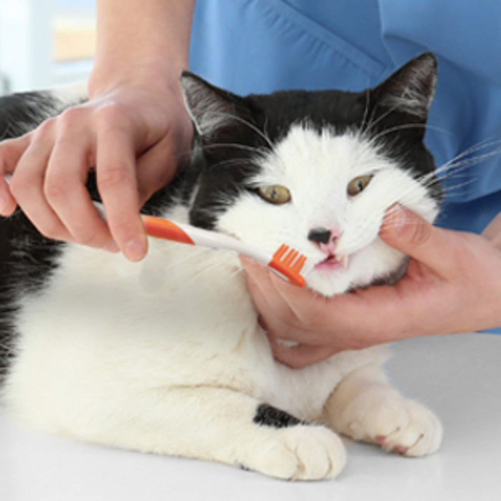 Advanced Oral Care Cat Dental Kit 3 Count O918078