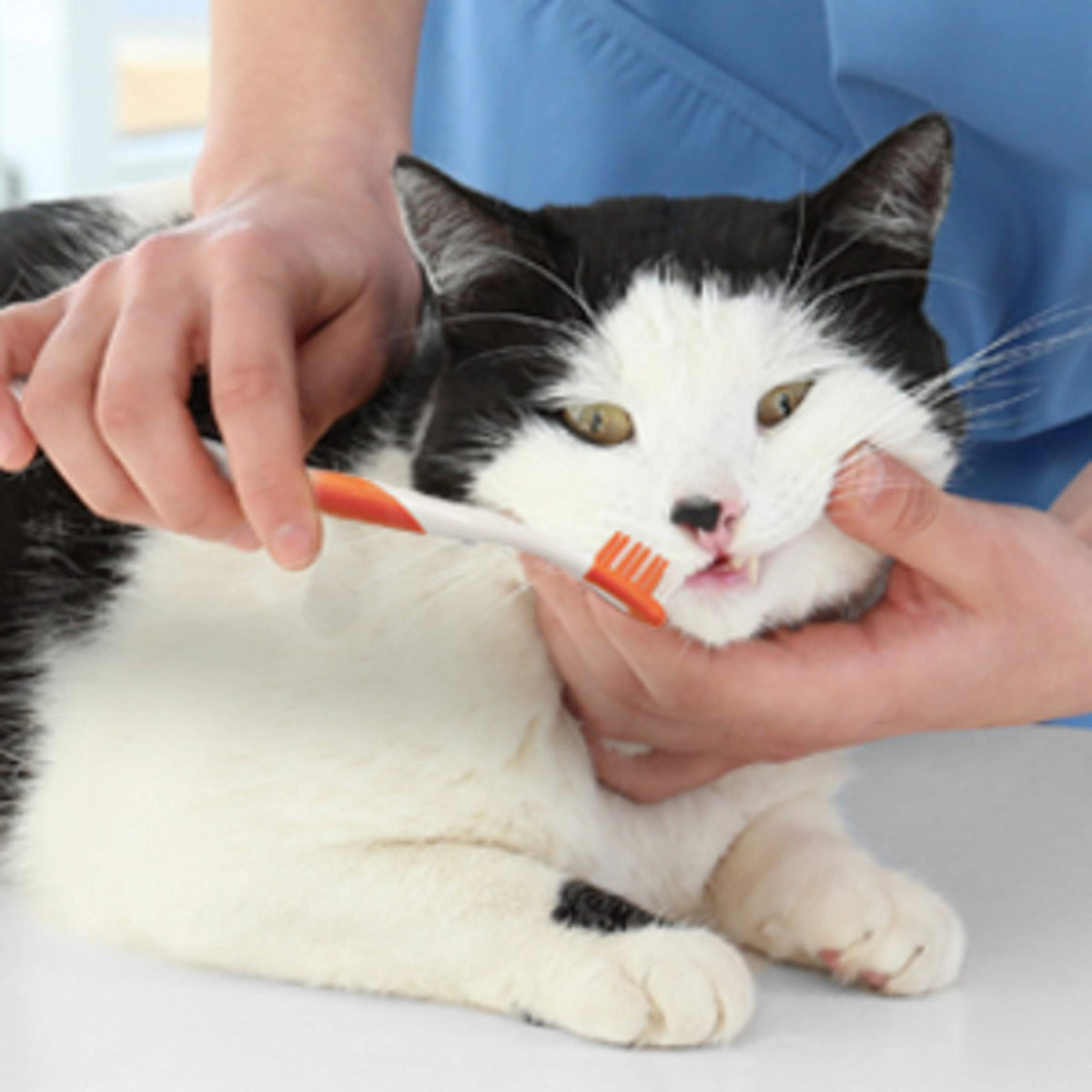 Advanced Oral Care Cat Dental Kit 3 Count O918078