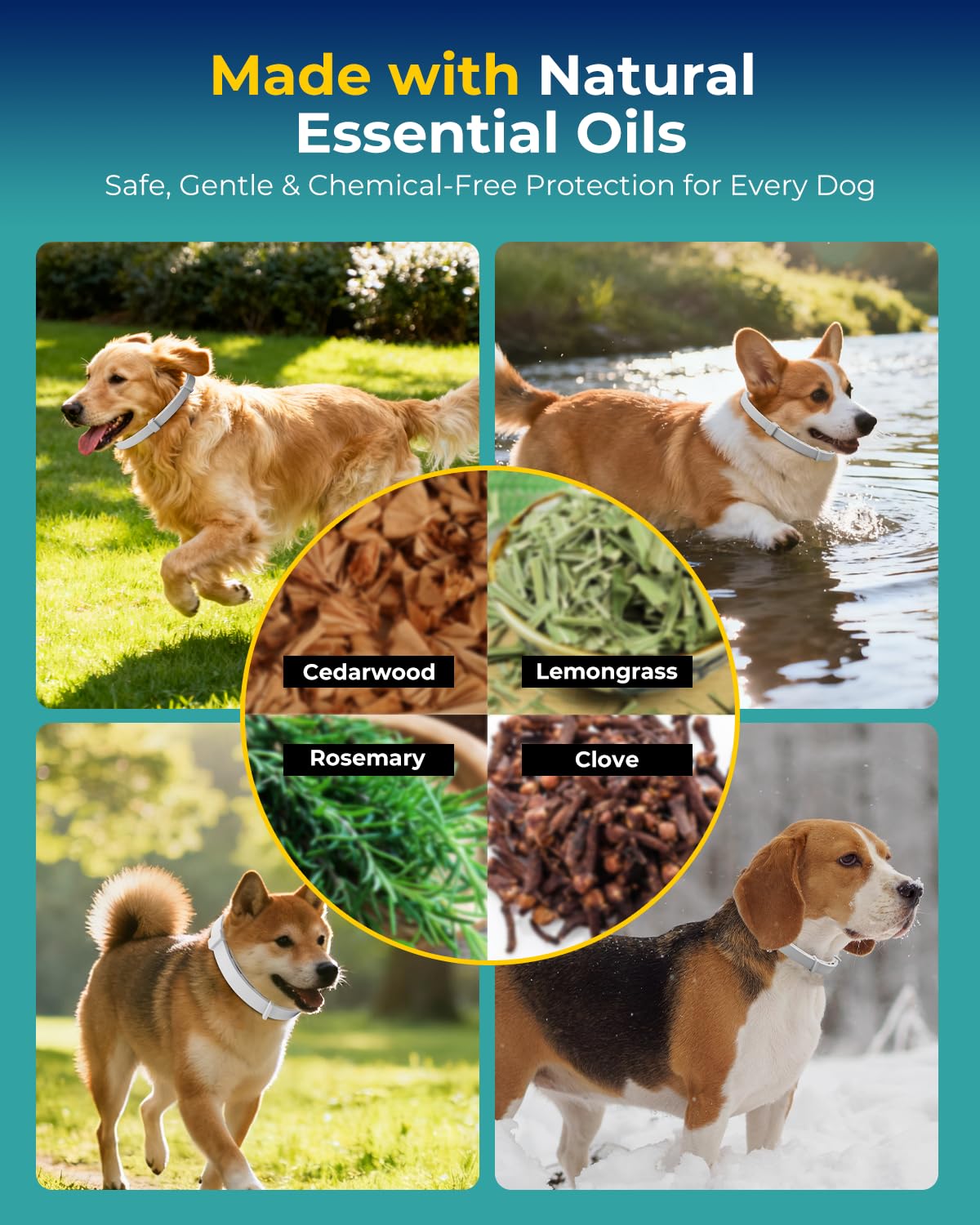 4 Pack Flea and Tick Collar for Small Dogs Under 18 lbs Y70705