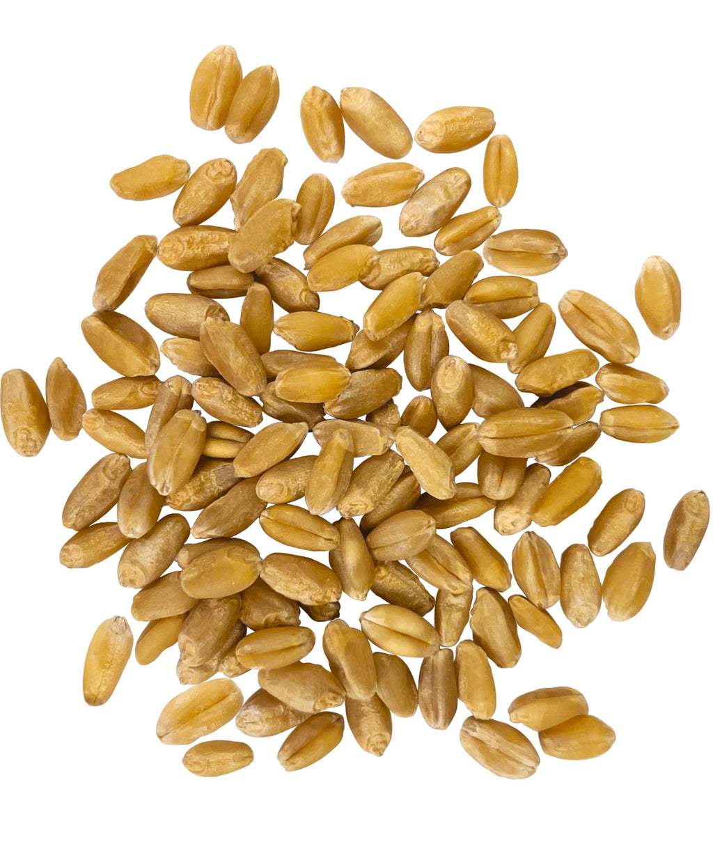 Hard White Wheat Berries 25 lbs V158243
