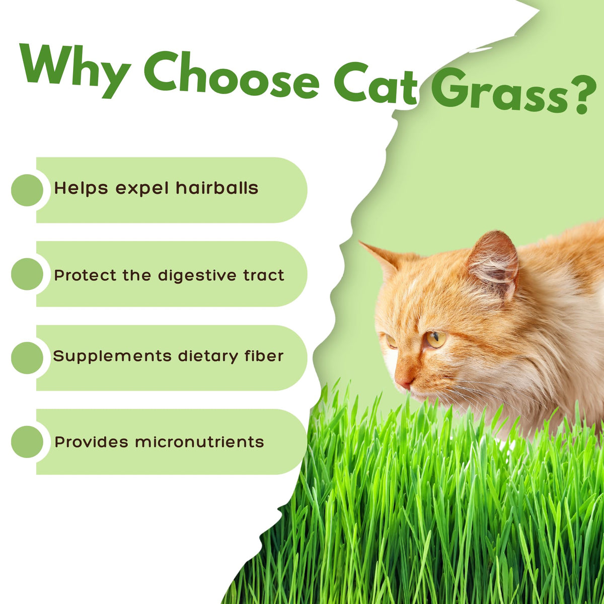 Organic Cat Grass Growing Kit with Seeds Soil and Planting Tools 3-Pack Plastic Pots Y503001
